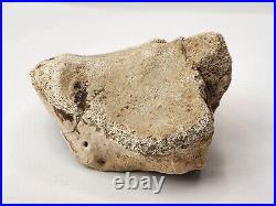 Tyrannosaur (Likely) Toe Bone Fossil Dinosaur Hell Creek Fm Wibaux Co, MT