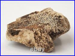 Tyrannosaur (Likely) Toe Bone Fossil Dinosaur Hell Creek Fm Wibaux Co, MT