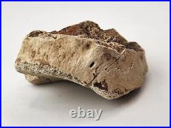 Tyrannosaur (Likely) Toe Bone Fossil Dinosaur Hell Creek Fm Wibaux Co, MT