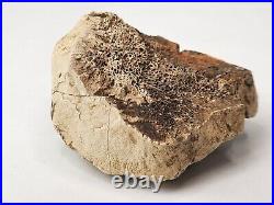 Tyrannosaur (Likely) Toe Bone Fossil Dinosaur Hell Creek Fm Wibaux Co, MT