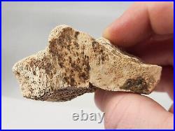 Tyrannosaur (Likely) Toe Bone Fossil Dinosaur Hell Creek Fm Wibaux Co, MT