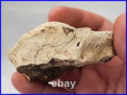 Tyrannosaur (Likely) Toe Bone Fossil Dinosaur Hell Creek Fm Wibaux Co, MT