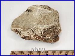 Tyrannosaur (Likely) Toe Bone Fossil Dinosaur Hell Creek Fm Wibaux Co, MT