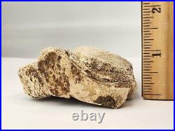 Tyrannosaur (Likely) Toe Bone Fossil Dinosaur Hell Creek Fm Wibaux Co, MT