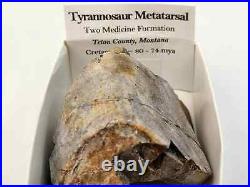 Tyrannosaur Theropod Metatarsal Fossil Two Medicine Fm. Teton Co, MT