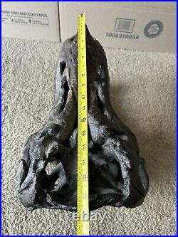 Tyrannosaurus Large (19x13x12) Skull Dinosaur Bone Head Model