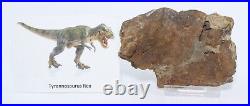 Tyrannosaurus rex T Rex Premax skull bone piece Lance Creek Wyoming WY COA 6230