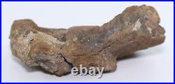 Tyrannosaurus rex T Rex Premax skull bone piece Lance Creek Wyoming WY COA 6230