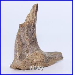 Tyrannosaurus rex T Rex Vertebral Process bone Hell Crk South Dakota SD COA 6253