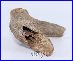 Tyrannosaurus rex T Rex Vertebral Process bone Hell Crk South Dakota SD COA 6253