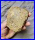 Ultra Rare Pachycephalosaurus Iconic Dome Skull Bone Chunk Dinosaur Fossil