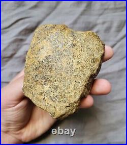 Ultra Rare Pachycephalosaurus Iconic Dome Skull Bone Chunk Dinosaur Fossil