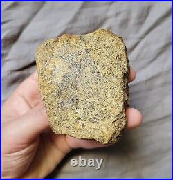 Ultra Rare Pachycephalosaurus Iconic Dome Skull Bone Chunk Dinosaur Fossil