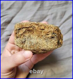 Ultra Rare Pachycephalosaurus Iconic Dome Skull Bone Chunk Dinosaur Fossil