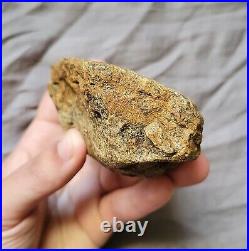 Ultra Rare Pachycephalosaurus Iconic Dome Skull Bone Chunk Dinosaur Fossil