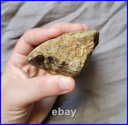 Ultra Rare Pachycephalosaurus Iconic Dome Skull Bone Chunk Dinosaur Fossil