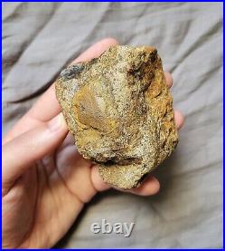 Ultra Rare Pachycephalosaurus Iconic Dome Skull Bone Chunk Dinosaur Fossil