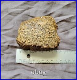 Ultra Rare Pachycephalosaurus Iconic Dome Skull Bone Chunk Dinosaur Fossil