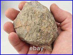 Unidentified 1.4 lb Two Medicine Dinosaur Bone Bulk Lot Teton Co, MT 36 Pc