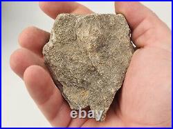 Unidentified 1.4 lb Two Medicine Dinosaur Bone Bulk Lot Teton Co, MT 36 Pc