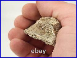 Unidentified 1.4 lb Two Medicine Dinosaur Bone Bulk Lot Teton Co, MT 36 Pc