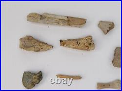 Unidentified 59 Fossil Bone Bulk Lot Hell Creek Fm. Wibaux Co, MT