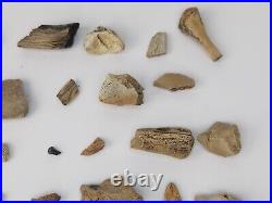 Unidentified 59 Fossil Bone Bulk Lot Hell Creek Fm. Wibaux Co, MT