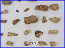 Unidentified 59 Fossil Bone Bulk Lot Hell Creek Fm. Wibaux Co, MT