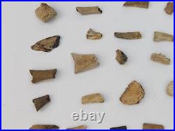 Unidentified 59 Fossil Bone Bulk Lot Hell Creek Fm. Wibaux Co, MT