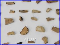 Unidentified 59 Fossil Bone Bulk Lot Hell Creek Fm. Wibaux Co, MT