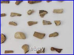 Unidentified 59 Fossil Bone Bulk Lot Hell Creek Fm. Wibaux Co, MT