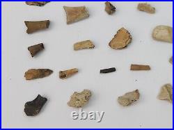 Unidentified 59 Fossil Bone Bulk Lot Hell Creek Fm. Wibaux Co, MT