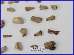 Unidentified 59 Fossil Bone Bulk Lot Hell Creek Fm. Wibaux Co, MT