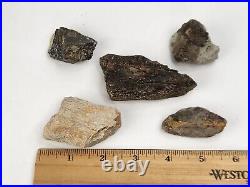 Unidentified Dinosaur Bone 5 Fossils Bulk Lot Two Medicine Teton Co, MT