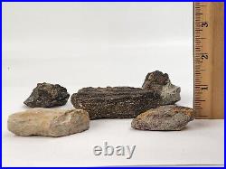 Unidentified Dinosaur Bone 5 Fossils Bulk Lot Two Medicine Teton Co, MT