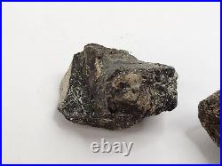 Unidentified Dinosaur Bone 5 Fossils Bulk Lot Two Medicine Teton Co, MT