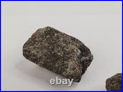 Unidentified Dinosaur Bone 5 Fossils Bulk Lot Two Medicine Teton Co, MT