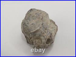 Unidentified Dinosaur Bone 5 Fossils Bulk Lot Two Medicine Teton Co, MT