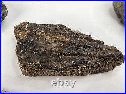 Unidentified Dinosaur Bone 5 Fossils Bulk Lot Two Medicine Teton Co, MT