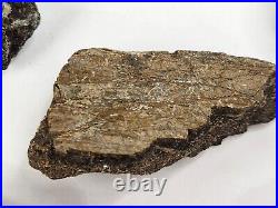 Unidentified Dinosaur Bone 5 Fossils Bulk Lot Two Medicine Teton Co, MT