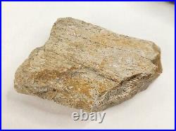 Unidentified Dinosaur Bone 5 Fossils Bulk Lot Two Medicine Teton Co, MT