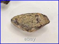 Unidentified Dinosaur Bone 5 Fossils Bulk Lot Two Medicine Teton Co, MT