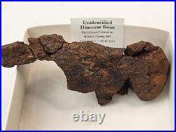 Unidentified Dinosaur Bone Fossil Hell Creek Fm. Wibaux Co, MT Cretaceous