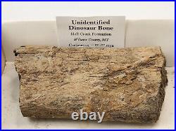 Unidentified Dinosaur Bone Hell Creek Fm. Wibaux Co, MT Cretaceous