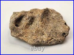 Unidentified Dinosaur Bone (Likely Skull) Hell Creek Fm. Valley Co, MT