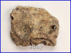 Unidentified Dinosaur Bone (Likely Skull) Hell Creek Fm. Valley Co, MT