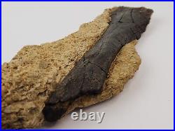 Unidentified Dinosaur Bone in Matrix Morrison Personal Find Big Horn, WY