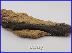 Unidentified Dinosaur Bone in Matrix Morrison Personal Find Big Horn, WY
