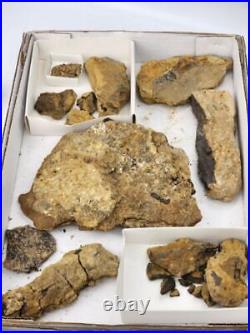 Unprepped Morrison Jurassic Dinosaur Bones And Permian Reptile Jaw