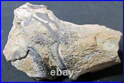 Utah Dinosaur (dino) Bone Foot Section Joint 6.4 oz Rare Fossil Specimen J2